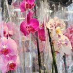 Churrasco ou Orquídea? Pesquisa revela opções para o Dia das Mães em Campo Grande